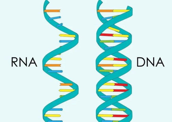 DNA和RNA形成的双链分子中碱基配对类型有几种