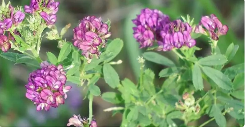 苜蓿花可以吃吗？