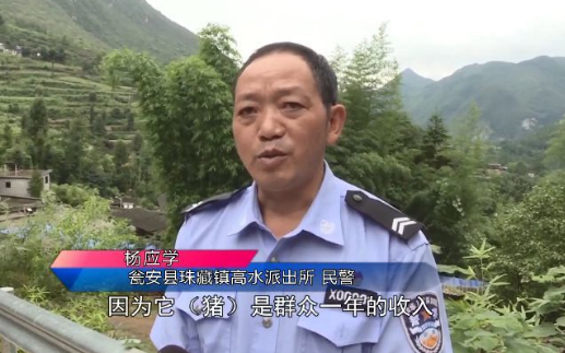 民警为救猪跳进化粪池是怎么回事？