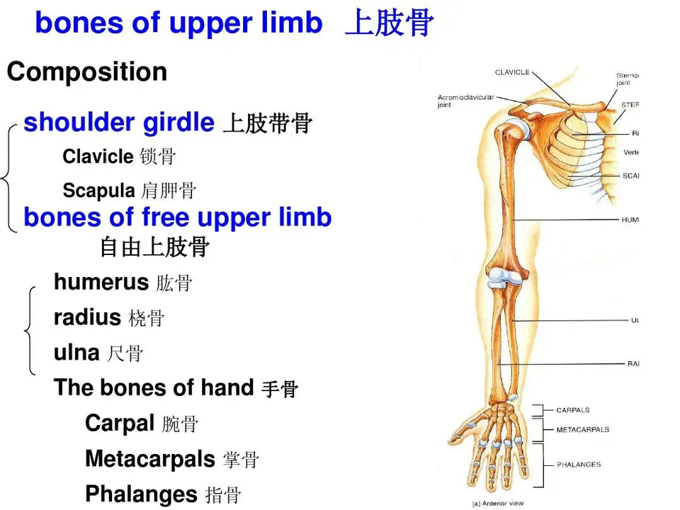 limbs是什么意思