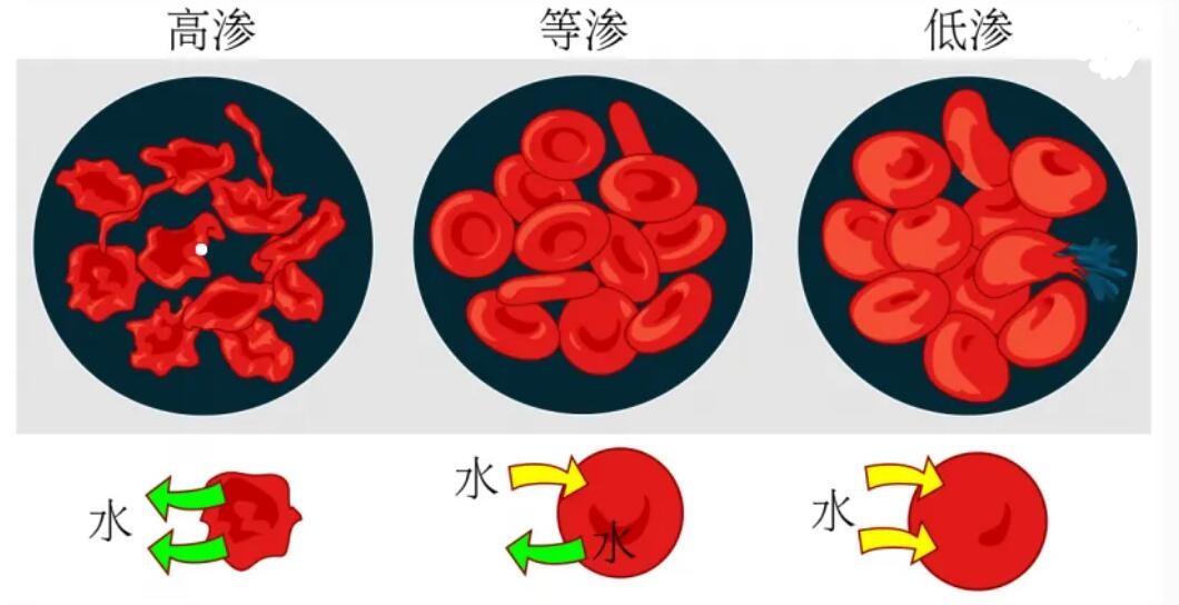 渗透压高是什么意思