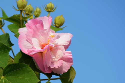 木槿花的花语