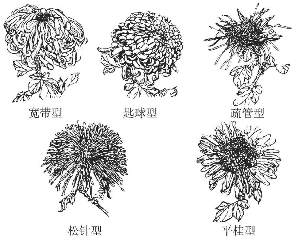 菊花有哪些种类?