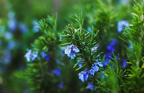 迷迭香的花语是什么？