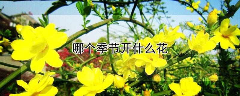 哪个季节开什么花