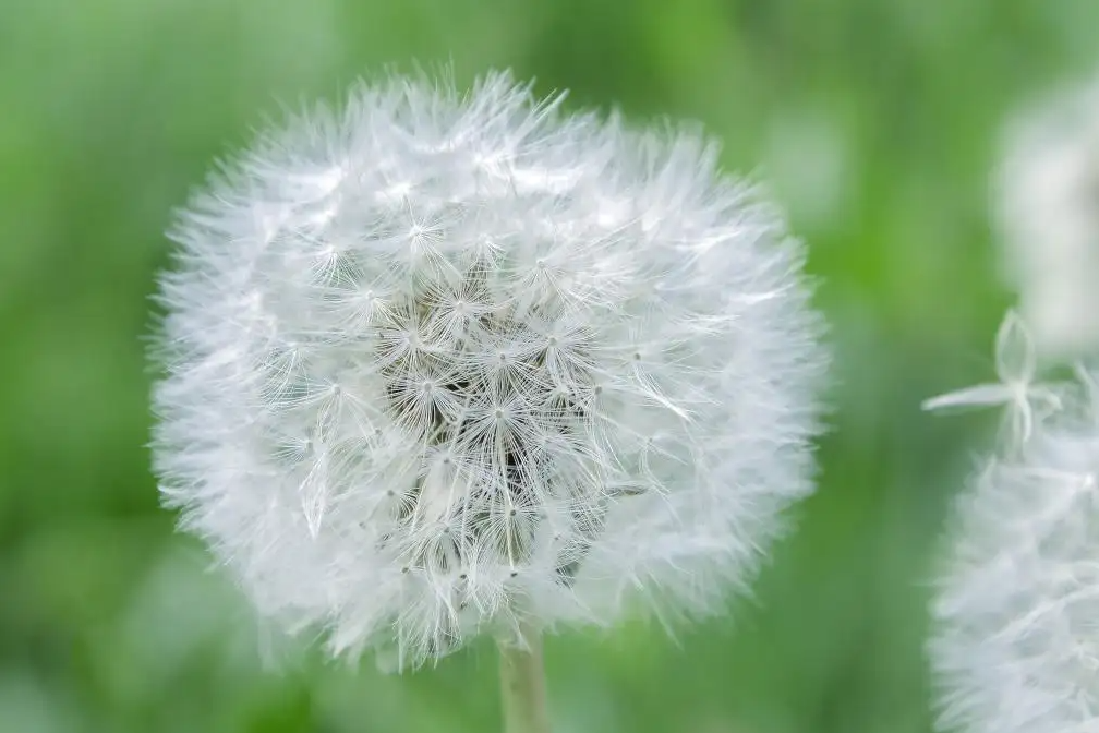 蒲公英的特点