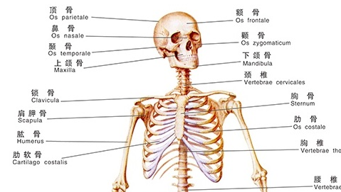 火化场火化的全部过程是什么？