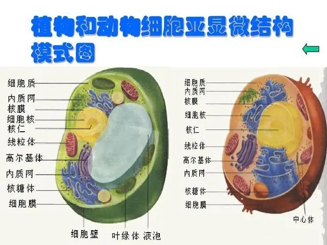 细胞核的结构