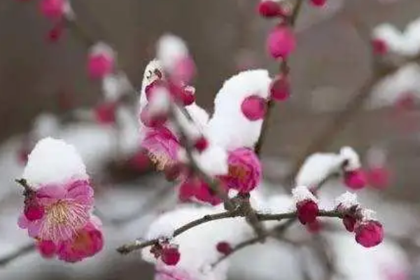 梅花用来形容什么人