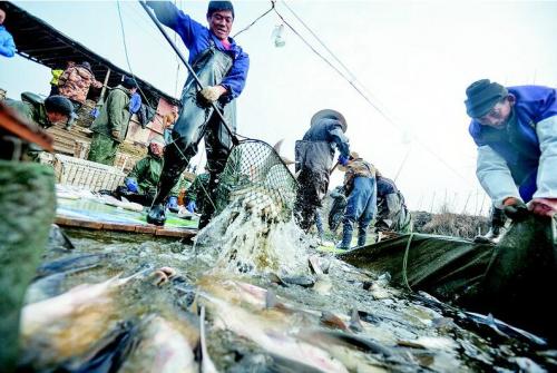 对于上百人清晨百米冲刺抢钓鱼位一事，网友是怎样调侃的？