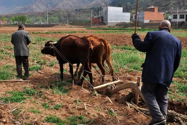 农民是什么意思