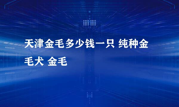 天津金毛多少钱一只 纯种金毛犬 金毛