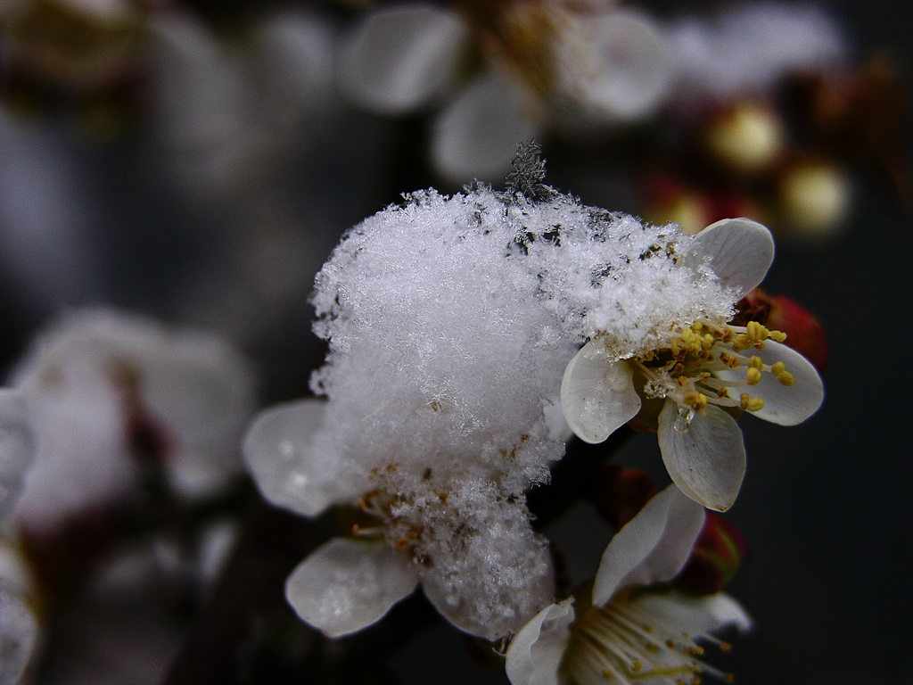 遥知不是雪，为有暗香来。指的是什么植物？