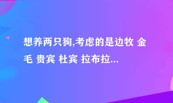 想养两只狗,考虑的是边牧 金毛 贵宾 杜宾 拉布拉多 罗威纳,很纠结的啊,希望养过以上狗狗的朋友帮忙解答