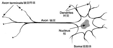 人体中最长的细胞是谁