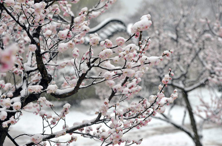 遥知不是雪，为有暗香来。指的是什么植物？