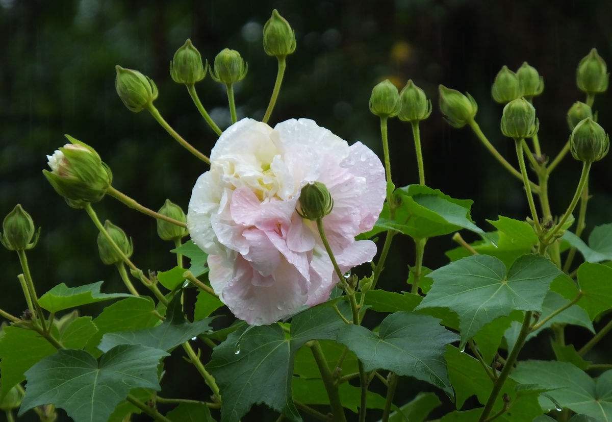 月亮花是一种什么花？（有图片更好)