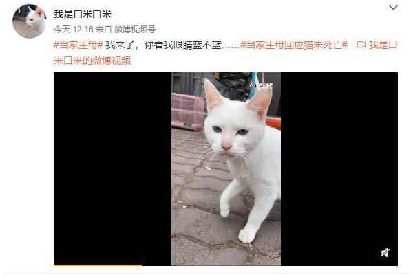 当家主母的猫开了微博并且还分享了日常，这能为剧组洗清嫌疑吗？