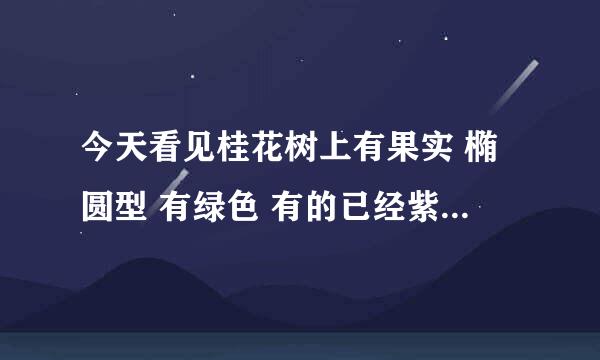 今天看见桂花树上有果实 椭圆型 有绿色 有的已经紫黑色 应该是桂花的种子