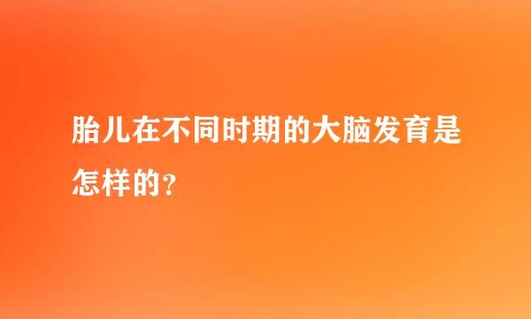 胎儿在不同时期的大脑发育是怎样的？