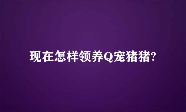 现在怎样领养Q宠猪猪?