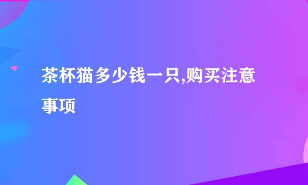 茶杯猫多少钱一只,购买注意事项