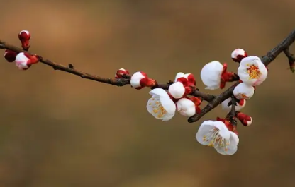 及第花的由来