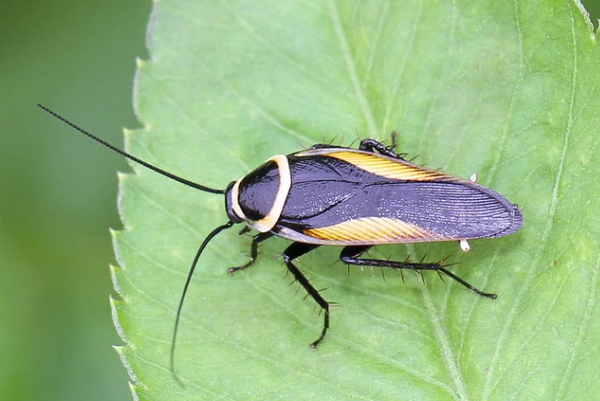 cockroach是什么意思