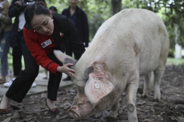 兽医称猪坚强已入弥留，猪坚强这是咋回事？