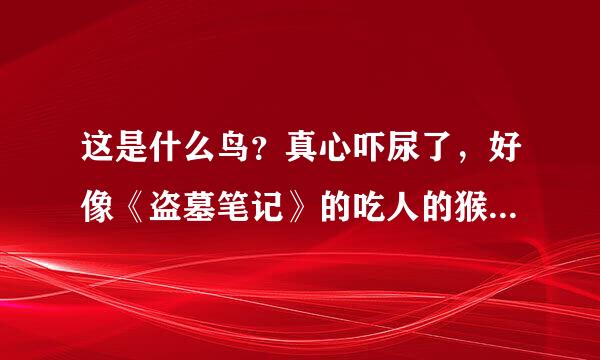 这是什么鸟？真心吓尿了，好像《盗墓笔记》的吃人的猴头鸟，求科普