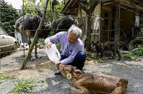 当年冒险进入福岛核泄漏区，照顾变异动物6年的那个人，现在怎么样了？