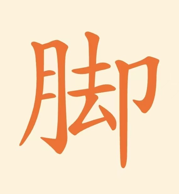 脚是什么