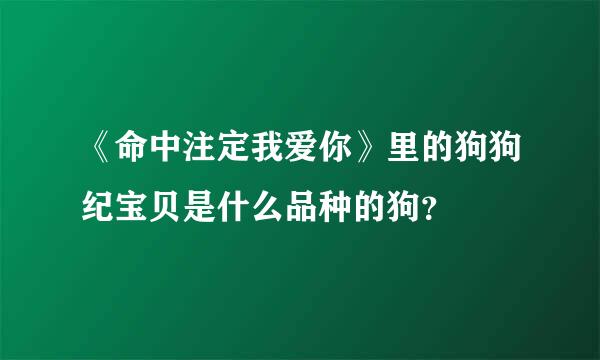 《命中注定我爱你》里的狗狗纪宝贝是什么品种的狗？