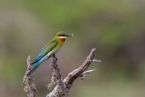 斯里兰卡最佳旅游时间