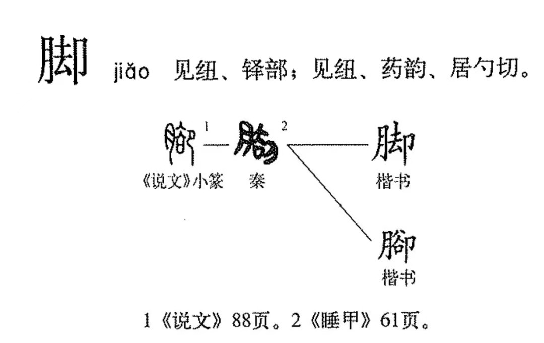 脚是什么