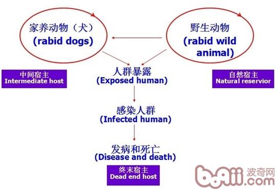 如何预防狂犬病？