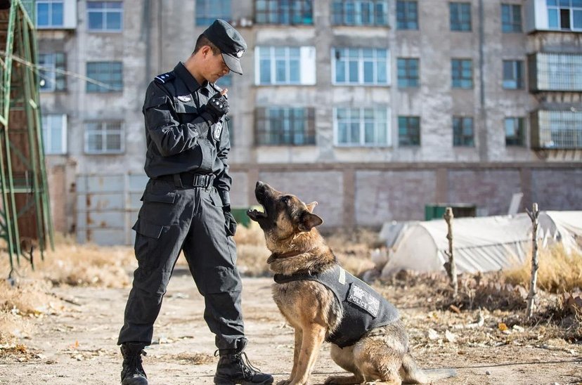 中国刑警学院竞售54只被淘汰的受训犬，这些犬买了以后能转卖吗？