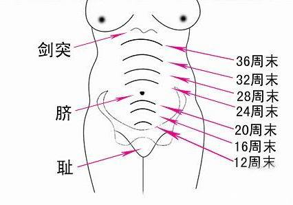 怀孕几个月肚子才开始长大？