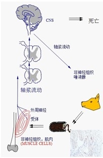 如何预防狂犬病？