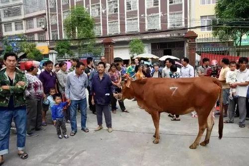 广西一民警闻到牛屎味抓了6个偷牛贼，他们将会面临什么处罚？