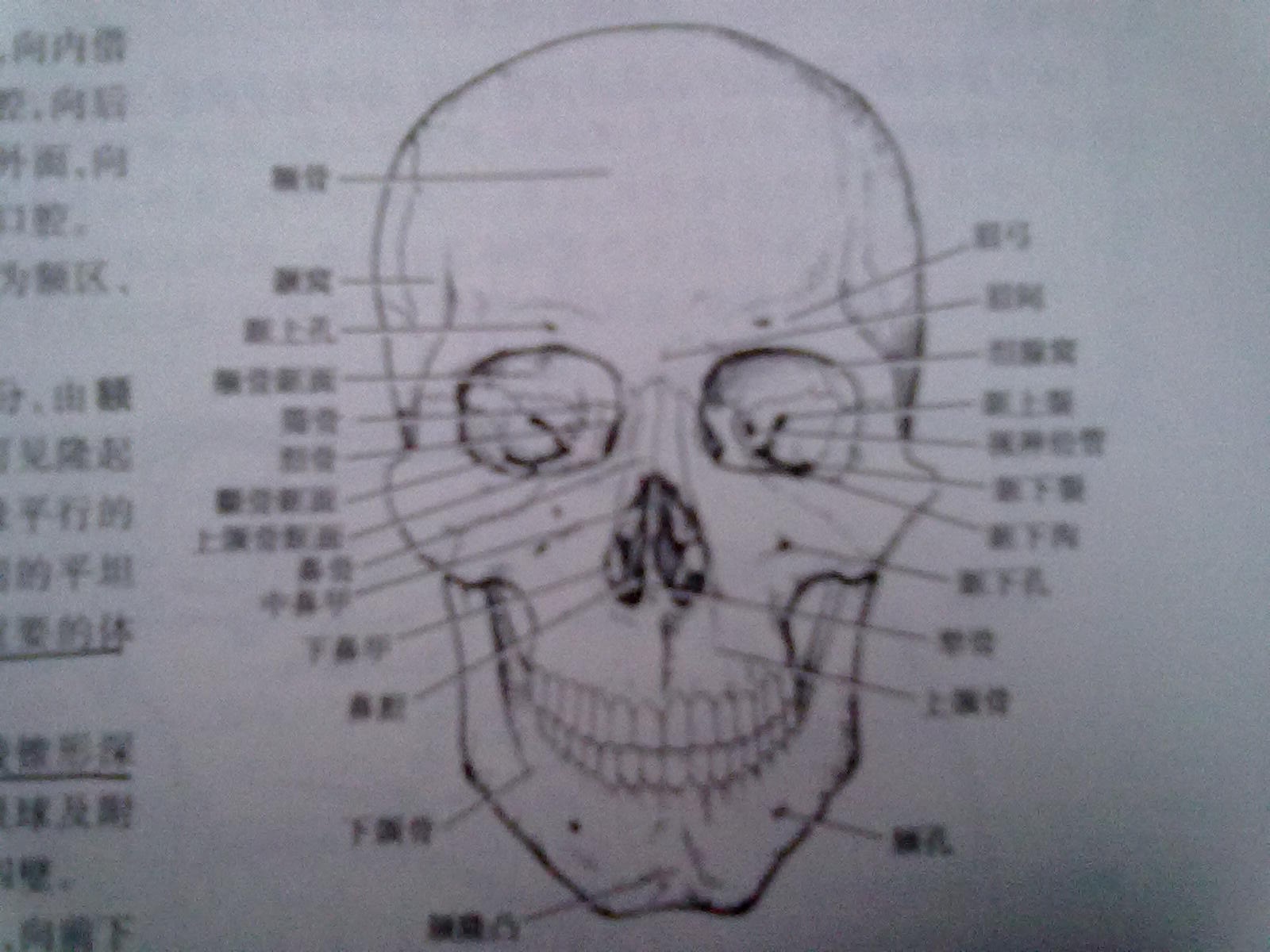 人体头部一共有多少块骨头（按成年人的头部算）?要有个简易的结构图(大图，带文字解说）