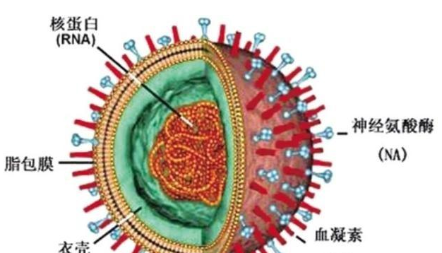 为什么病毒和我们不能共存？