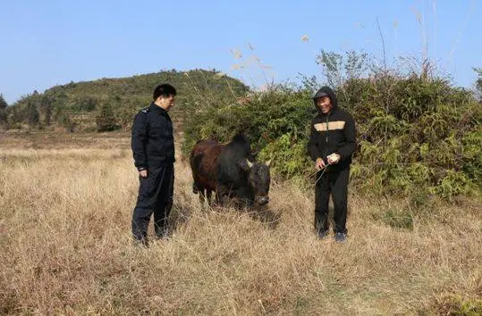 广西一民警闻到牛屎味抓了6个偷牛贼，他们将会面临什么处罚？