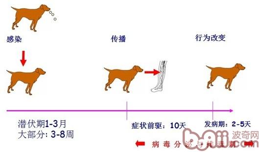 如何预防狂犬病？