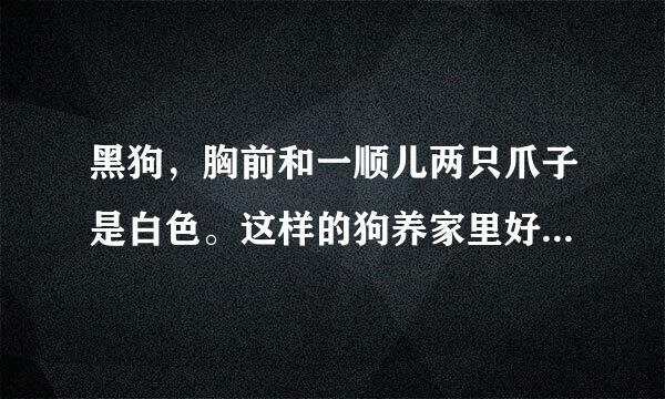 黑狗，胸前和一顺儿两只爪子是白色。这样的狗养家里好不好啊？