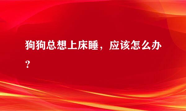 狗狗总想上床睡，应该怎么办？