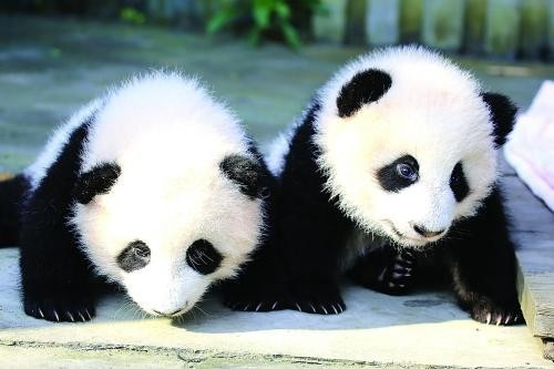 关于大熊猫的资料大全