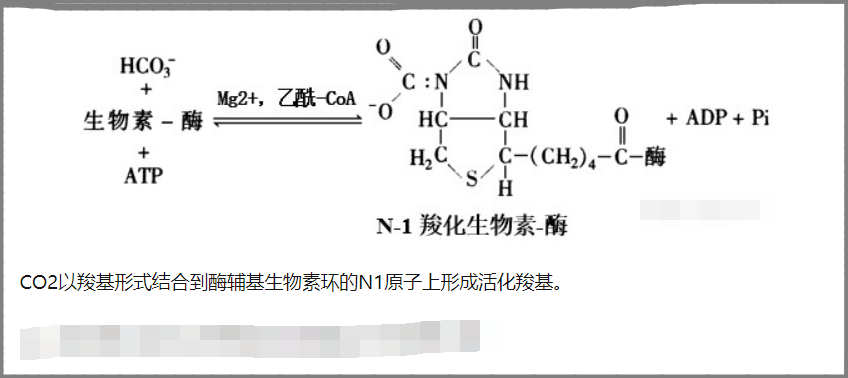 在糖异生中,丙酮酸羧化成草酰乙酸的详细步骤是什么？