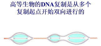 DNA分子复制方向是？