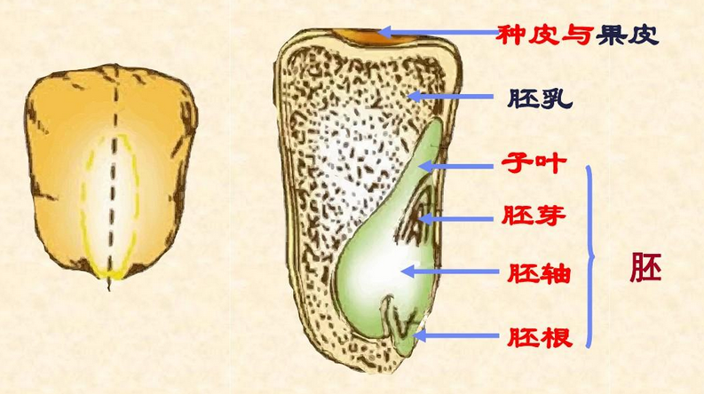 胚芽、胚轴、胚根和子叶分别有什么作用？